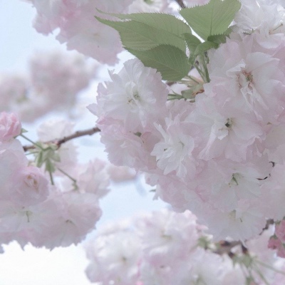 Furry插画色彩搭配福瑞交流群